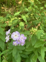 Phlox paniculata