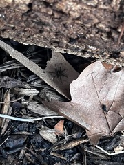 Castianeira descripta