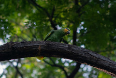 Amazona amazonica