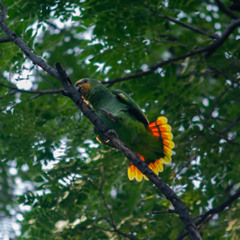 Amazona amazonica