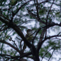 Myiarchus tyrannulus