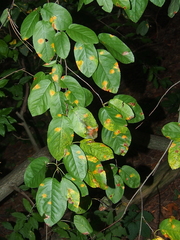 Amelanchier arborea
