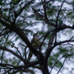 Myiarchus tyrannulus