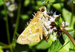 Atalopedes campestris huron