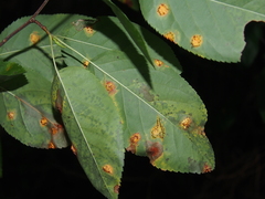 Amelanchier arborea
