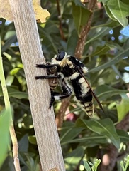 Mallophora bomboides