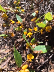 Platylobium parviflorum