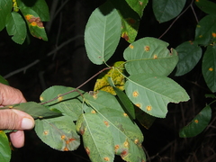 Amelanchier arborea