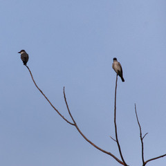 Tyrannus dominicensis