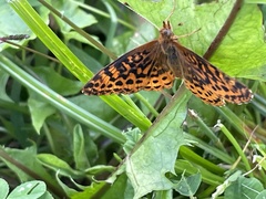 Boloria bellona
