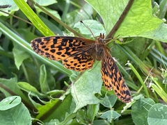 Boloria bellona