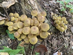 Armillaria