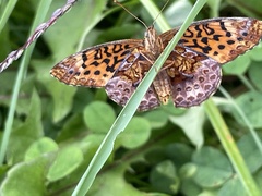 Boloria bellona