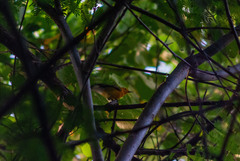 Protonotaria citrea