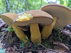 Boletus auripes