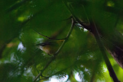 Protonotaria citrea