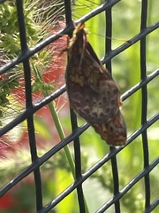 Boloria bellona