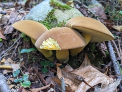 Boletus auripes