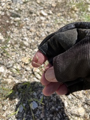 Bouteloua barbata barbata