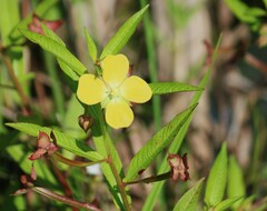 Ludwigia octovalvis