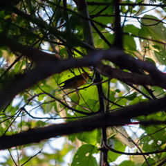 Protonotaria citrea
