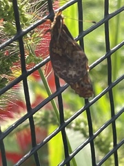Boloria bellona