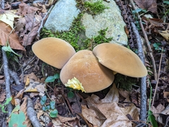 Boletus auripes
