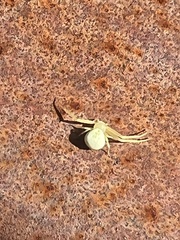Misumessus oblongus