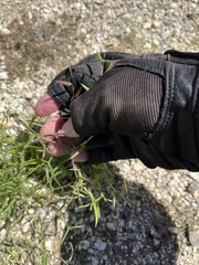 Bouteloua barbata barbata