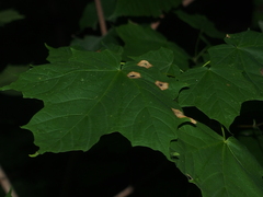 Acericecis ocellaris