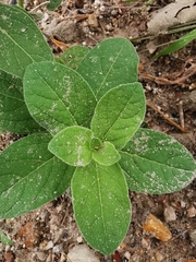 Lycianthes moziniana