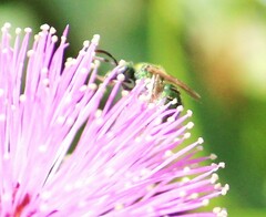 Augochlorella aurata
