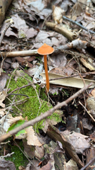 Entoloma quadratum