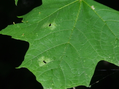 Acericecis ocellaris