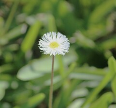 Erigeron procumbens