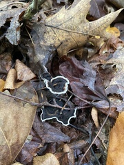 Phellodon niger