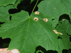 Acericecis ocellaris