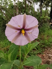 Lycianthes moziniana