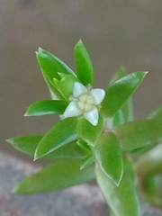 Crassula helmsii