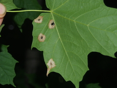 Acericecis ocellaris