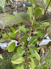 Ilex decidua