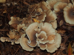 Acericecis ocellaris