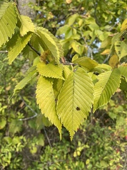 Ulmus