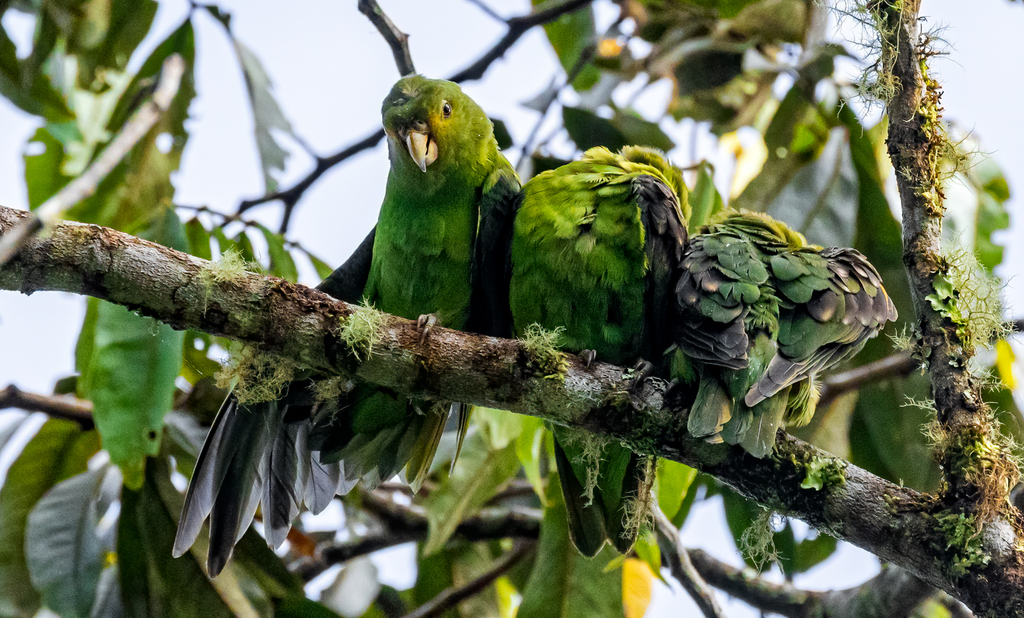 Spot-winged Parrotlet photo