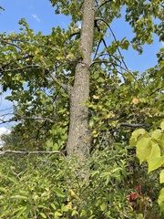 Ulmus