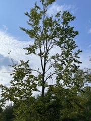 Ulmus