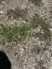 Bouteloua barbata barbata