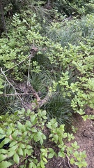 Balsamia