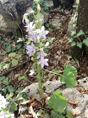 Campanula pyramidalis