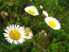 Erigeron